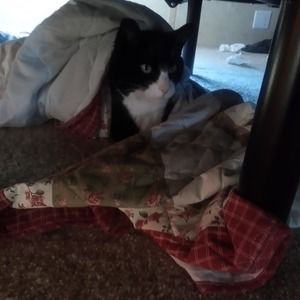 Meet your Posher, Millie